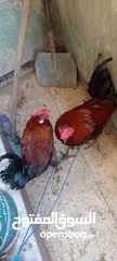  6 ديكين للبيع