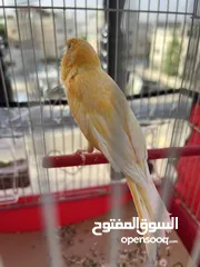  2 ذكر كنار مثل النار ما شاء الله