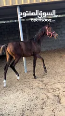  2 خيل عربي مميز Arabic horse