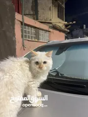  10 ذكر هملايا بلو ابيض