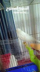  2 طور كنار بصلا على النبي