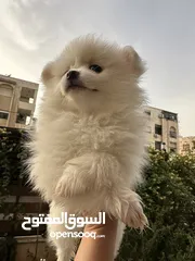  15 جراء بوميريان اصغر حجم تيكب