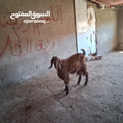  4 سخلة للبيع وتيس عمره قريب السنه للبيع