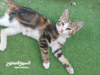  4 قطط أناثي للبيع