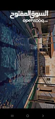  19 مزرعة زهرة اللوتس