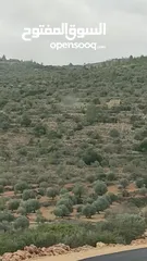  2 اسامة ابو الرب
