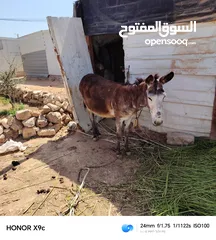 2 حماره عمر 4سنوات عشار للبيع ساغ سلم المفرق