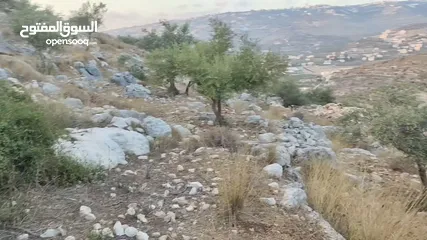  4 ارض منطقة أ ذات أبعاد واطلاله مميزة 1101 متر كوشان مفروز