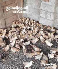  3 دجاج عماني فرنسي  عمر شهر تم تلقي التحصينات السعر  0.4 بيسه