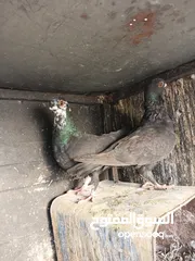  5 جوز عمريات نخب اول مخاليف شغللات وجوز ذبابنه مخاليف شغالات للبيع