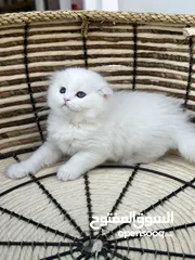  6 سكوتش فولد اكثر من لون ( شاهد الوصف )  (الي مهتم يرن )