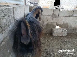  4 عنز للبيع ثالث ولده