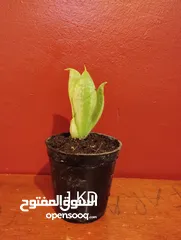  8 Air cleaning indoor plant for sale