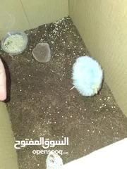  2 فرخ ربداوي زرقاوي