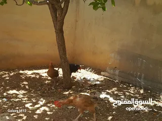  3 دجاج بلدي للبيع بياض