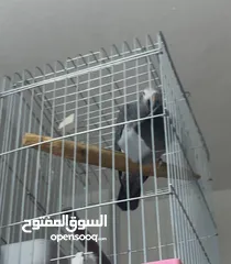  1 بغبغاء تيمنه حالتو النفسية ممتازة شبيه الكاسكو عمرو سنتين
