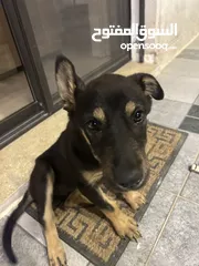  3 mix german shepherd and rottweiler 4 months old جرمن تشبير مكس روت ويلير العمر أربع شهور