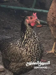  2 دجاج للبيع