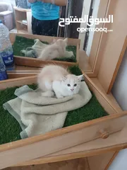  1 قطة انثى و ابنتها شينشيلا
