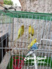  2 جوزين 2 عصافير حب مع قفصين