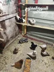  6 حمام بيع مستعجل للبيع