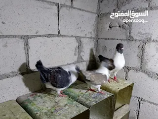  14 جواز حمام شغلات ميه بل ميه