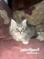  9 قطط شانشيلا عمرهم شهرين للبيع ب قطط شانشيلا عمرهم شهرين للبيع ب 25 الواحده 25 الواحده