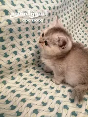  3 ذكر سلفر تابي  هملايا بيرشن  نضافه وصحه شعر طويل مميز