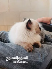  2 قط همالاي  للبيع مع اغراضو