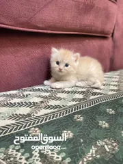  3 قطط سكوتش بيور