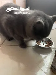  2 ذكر بريتش شورت هير معقم