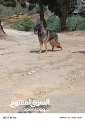  1 جيرمنddR طرف كسحه العمر سنه مخذ مطعيم كامله