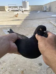  27 كوم حمام للبيع