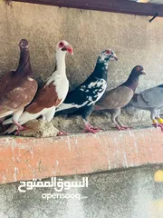  3 حمام انواع نخب اول معاكيف وبغدادي وابلق