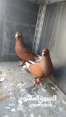  7 جواز حمام للبيع