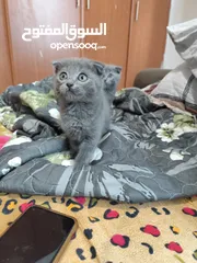  8 Male Scottish Fold KITTENS  are Very Loving and Playful Kittens for Rehoming