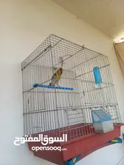  2 بندوق مسمع حسون للبيع