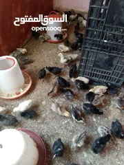  4 صوصان للبيع