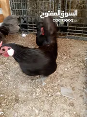  3 مطير عصافير للبيع