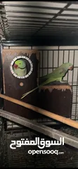  3 Alexandrian breedingParrot