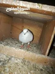 6 طيور حمام للبيع