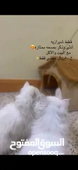  5 قطط شيرازيه