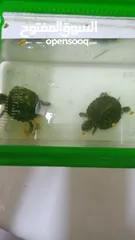  3 2 healthy cute turtles