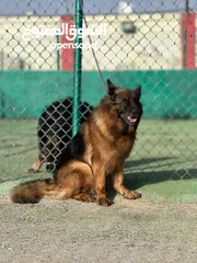  14 جيرمن شيبرد