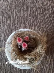  1 بلابل صغار للبيع