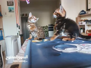  8 قطط بنغال كيتنز