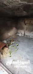  2 أرانب فرنسي ذكر وانثى والانثى حامل