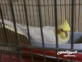  6 جوز كوكتيل نخب اول