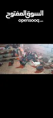  4 دجاج بلدي نخذ اول