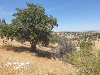  2 ارض زراعية على شارعين في صروت الصوان قرب الفلل و منتزه الامير هاشم قرب بيرين و شفا بدران بسعر مغري